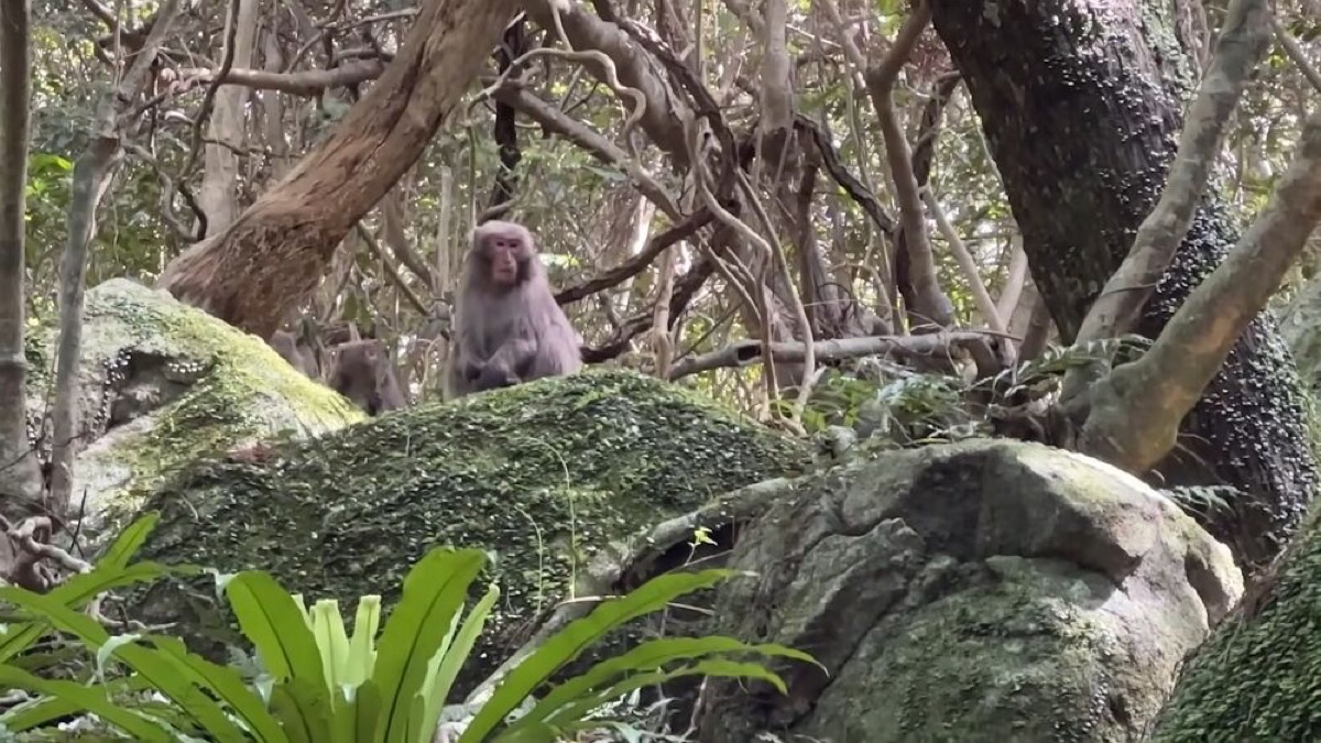exploring yakushima a journey through japans enchanted island