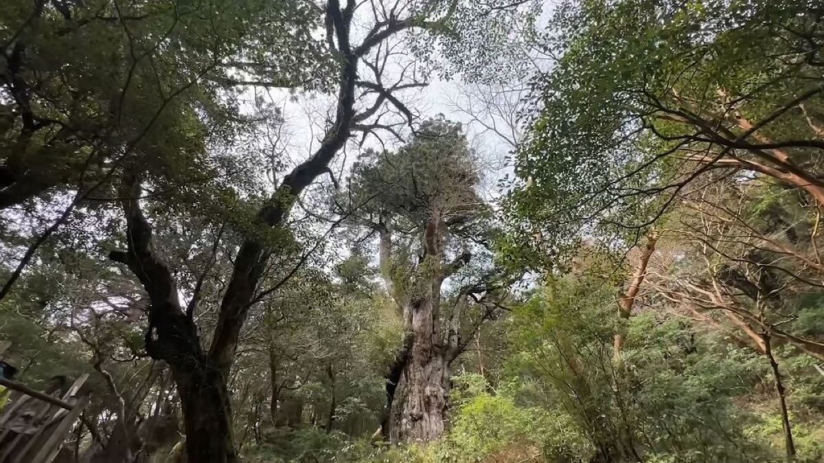 exploring yakushima a journey through japans enchanted island