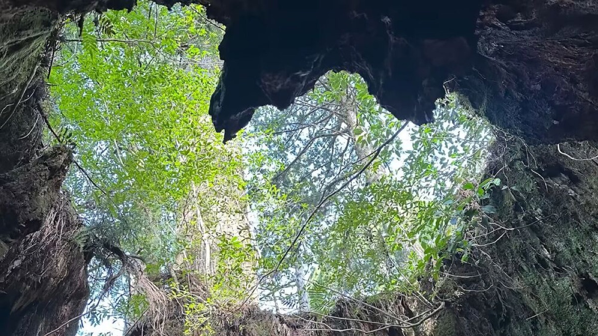 exploring yakushima a journey through japans enchanted island