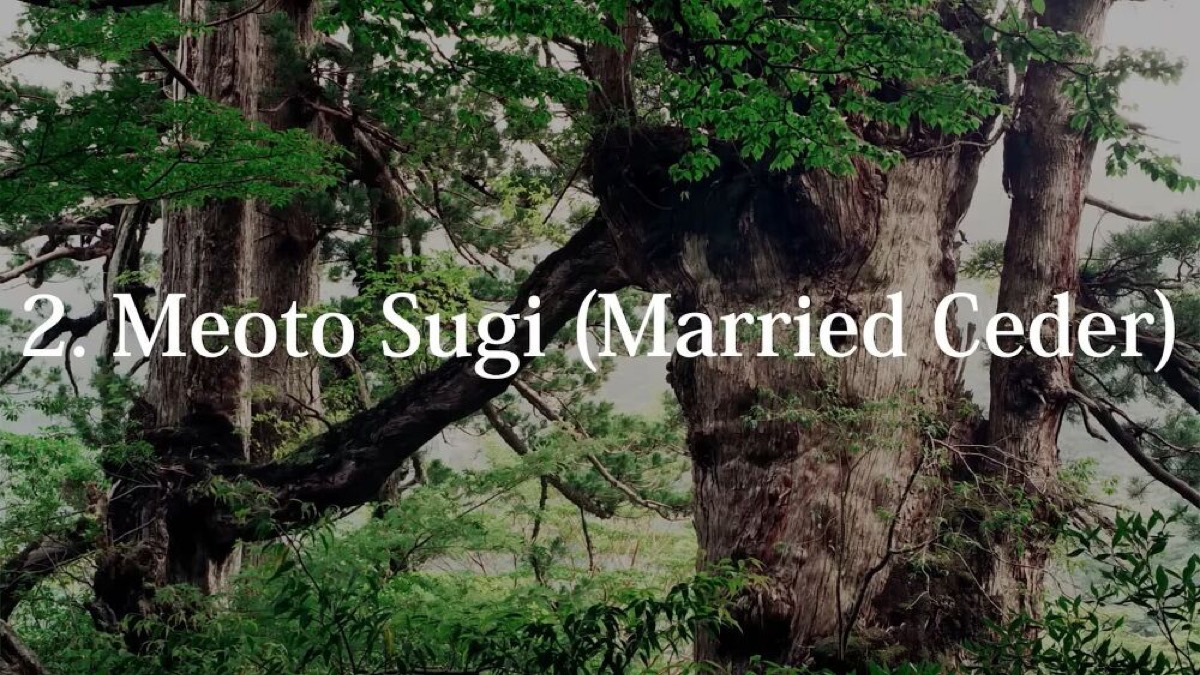 exploring yakushima a journey through japans enchanted island